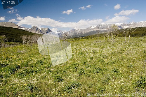 Image of Wildflowers, Glacier National Park