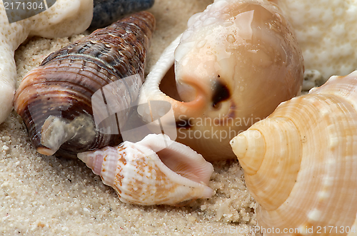 Image of Conch Shells