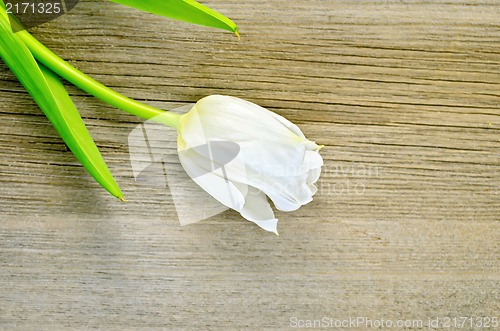 Image of Tulip white on a wooden board