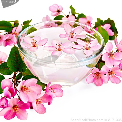 Image of Apple pink blossom in a cup of water