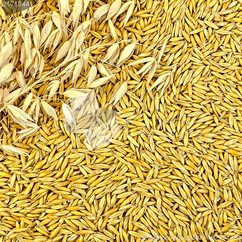 Image of Texture from oat grains with stalks