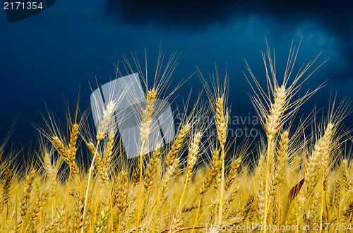 Image of golden field