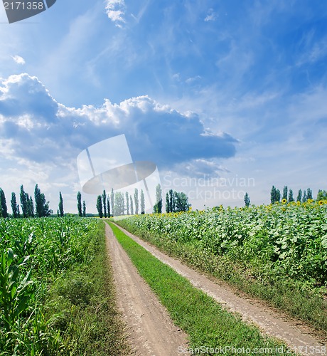 Image of rural road in green field