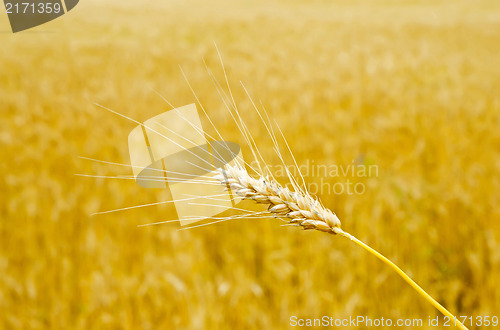 Image of gold wheat