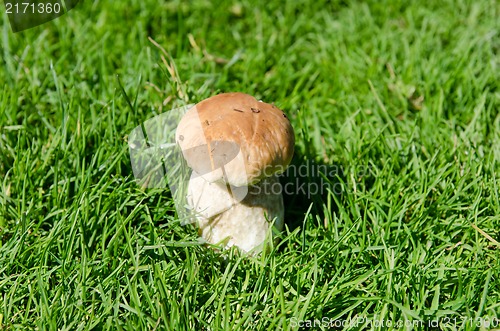 Image of edible mushroom