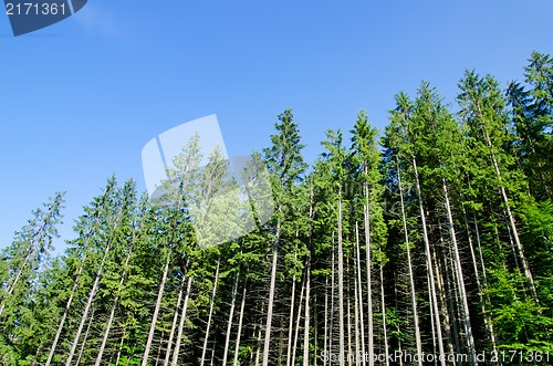 Image of pine forest under deep blue sky in mountain