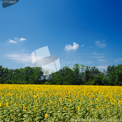 Image of field with sunflowers