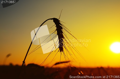 Image of wet ears of ripe wheat on sunset