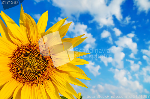 Image of part of sunflower