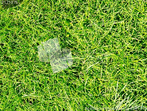 Image of Green grass texture