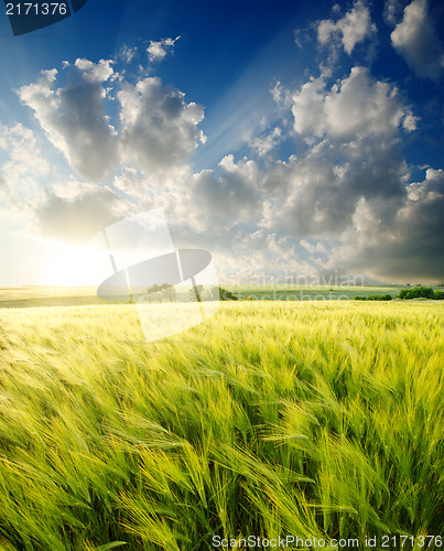 Image of green barley under sunrays