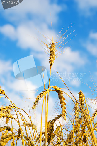 Image of close up of ripe wheat ears