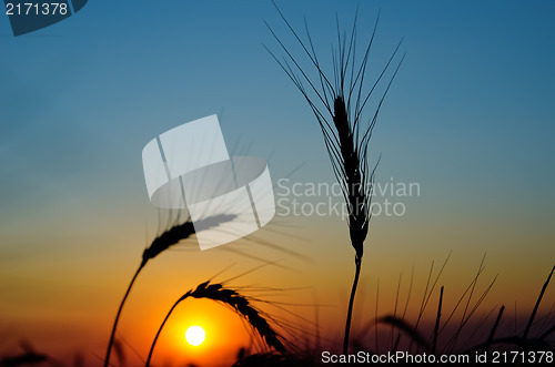 Image of golden sunset over harvest field