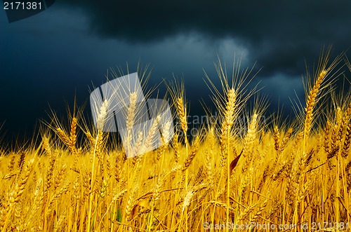 Image of golden field with dramatic sky