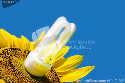 Image of energy saving bulb and sunflower