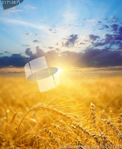 Image of field with gold ears of wheat in sunset