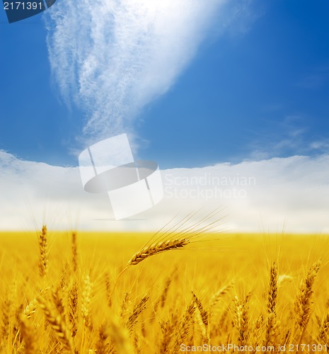 Image of gold ears of wheat under deep blue sky