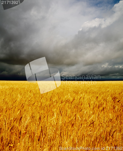 Image of golden field under dramatic sky