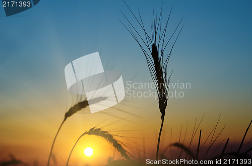 Image of golden sunset over harvest field