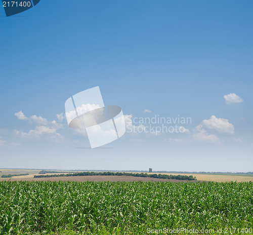 Image of field with green maize