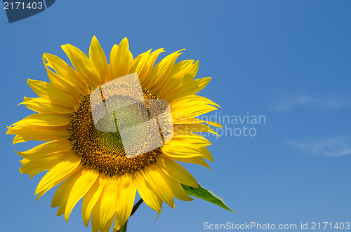 Image of sunflower with sky over it