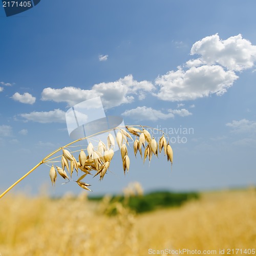 Image of rye closeup under cloudy sky