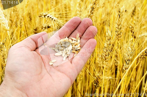 Image of gold harvest in hand