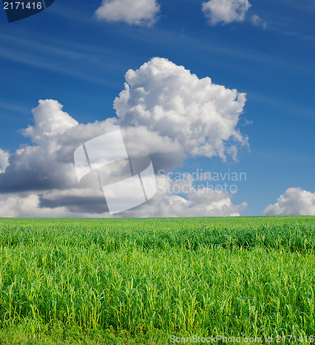 Image of field with green grass