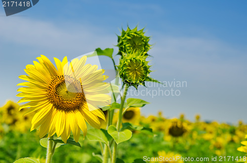 Image of sunflowers with cloudy sky