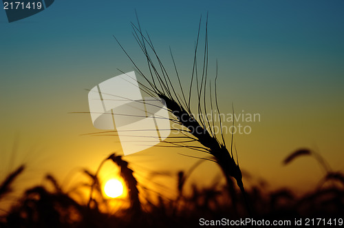 Image of golden sunset over harvest field