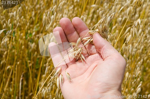 Image of gold harvest in hand
