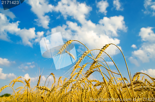 Image of close up of ripe wheat ears