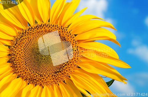 Image of sunflower with bee