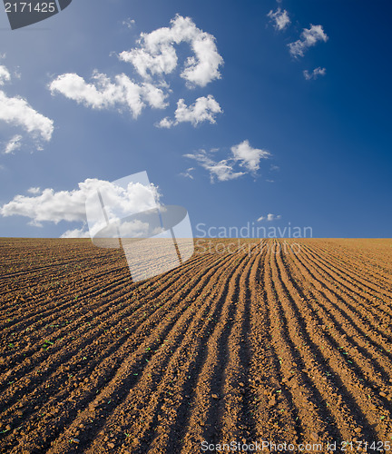 Image of black field