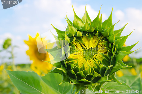 Image of field with green sunflowers