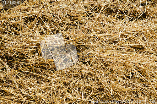 Image of straw closeup as background