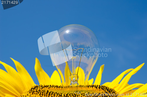 Image of light bulb and sunflower