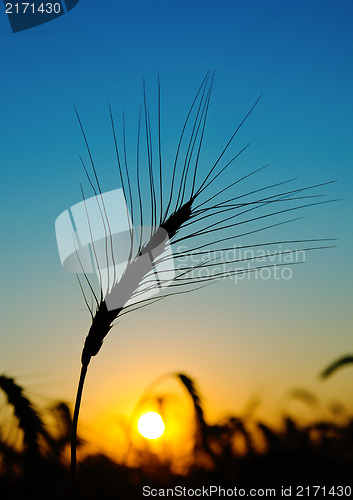 Image of golden sunset over harvest field