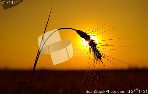Image of golden sunset over harvest field