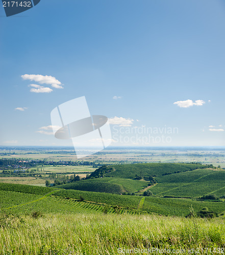 Image of view to vineyards