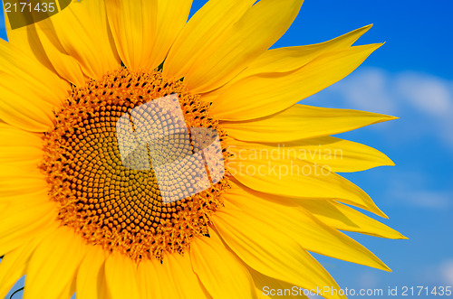 Image of part of sunflower