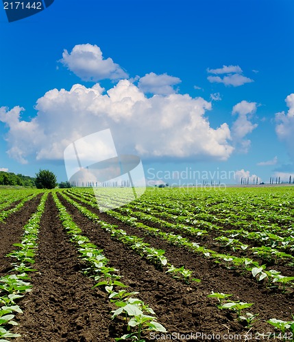 Image of field with green sunflowers under deep blue sky