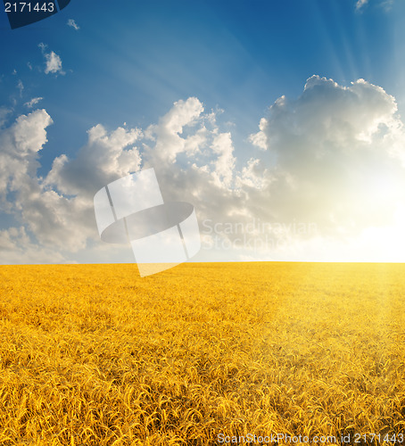 Image of field with gold ears of wheat