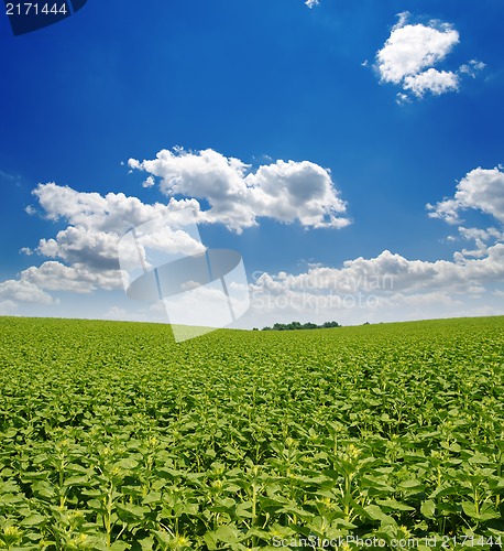 Image of field with green sunflowers