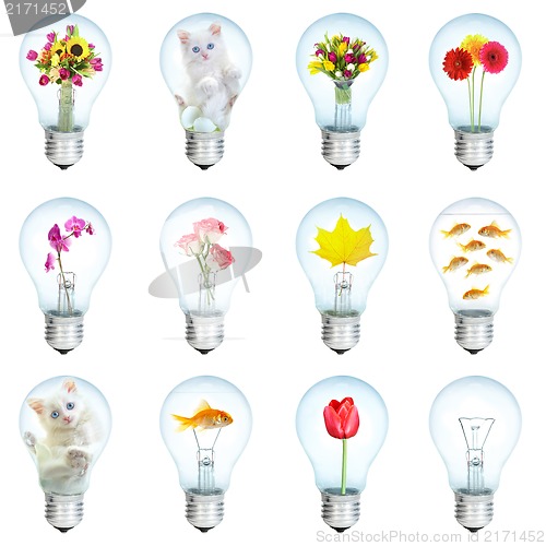 Image of Twelve electric bulbs