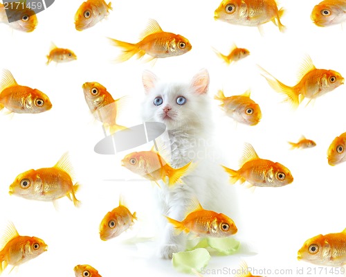 Image of kitten and fish