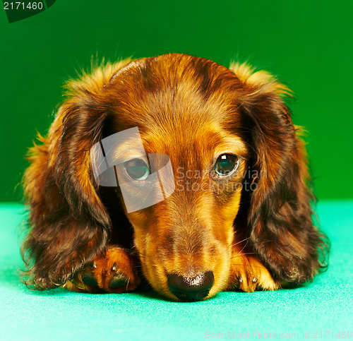 Image of puppy dachshund