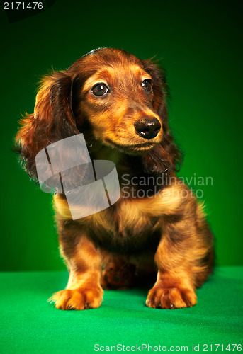 Image of puppy dachshund