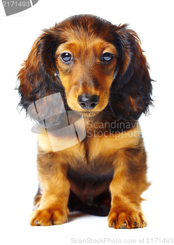 Image of puppy dachshund