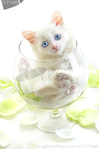 Image of White kitten in a glass wine glass.